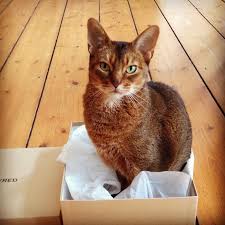 abissinskij kot foto svyashennoe zhivotnoe faraonov v vashem dome smotri bolshe http kot pes com abissinskij kot foto svy paper shopping bag shopping bag cats