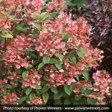 Department of agriculture plant hardiness zones 3 through 7. 15 Unique Plants With Burgundy Leaves Showstoppers Pretty Purple Door