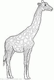 The best selection of royalty free giraffe outline vector art, graphics and stock illustrations. Big Coloring Pages Of Animals Giraffe Outline Image Animal Coloring Pages Giraffe Drawing Giraffe Colors