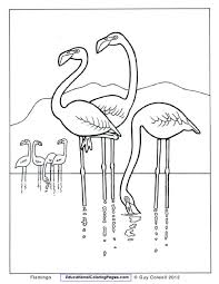Natural Coloring Books Flamingo Coloring Page Bird Coloring Pages Animal Coloring Pages