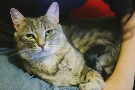 My Cat Bites Then Licks Me Why What Does It Mean With Images Cat Biting