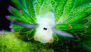 The sheep slugs, which are found near japan, also come in different color variations. Sheep Of The Sea Are Cutest Slugs We Ve Ever Seen Beautiful Sea Creatures Sea Slug Animals