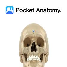Image result for Frontal Bone