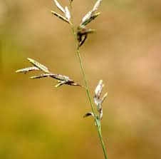 Image result for Eragrostis gangetica