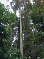 Image result for Ricinodendron