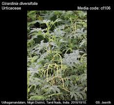 Image result for Girardinia