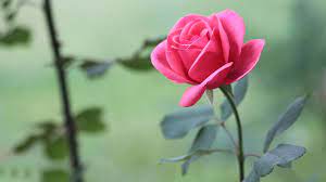 Pink Rose Flower Wallpaper Tumblr Hd Rose Flower Wallpaper Flower Desktop Wallpaper Beautiful Pink Roses