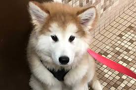 Cats breathe normally with small movements of their chest, so if they are moving more than this, it could be a sign of labored breathing. Pet Breathing Issues Evansville Chateau Dog Cat Hospital