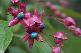 Il succo di limone è, inoltre, un vero toccasana per la salute. Plant Of The Week Plants Bushes And Shrubs Shrubs