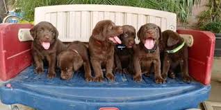 Use our search bar for your needs. Litter Of 7 Labrador Retriever Puppies For Sale In Fresno Ca Usa Adn 122354 On Puppyfinder Com Gende Labrador Puppies For Sale Black Labrador Puppy Labrador
