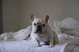 Dander, which is attached to pet hair. Are French Bulldogs Hypoallergenic Canna Pet