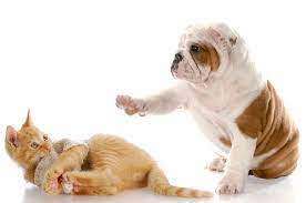 1.1 erek erek anjing bergambar. Mengapa Kucing Dan Anjing Tidak Akur Bobo