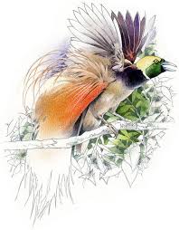 Animal Bird Of Paradise Drawing Items Similar To Bird Of Paradise Raggiana S Watercolour Bird Wildlife Art Nature Print Of Original Artwork On Etsy Watercolor Bird Wildlife Art Birds Of Paradise