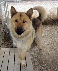 German shepherd chow mixes should be socialized from a young age to prevent distrust of strangers and aggressive guarding behavior. German Shepherd Chow Mix German Shepherd Husky Chow Chow Mix German Shepherd Mix Puppies Shepherd Mix Puppies Chow Chow Mix