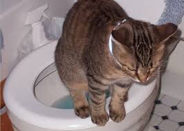 Were Celebrating The Felines Who Flush And Fuss With The Bathroom Contraptions We Take For Granted Every Day Here Are Cat Care Cat Care Tips World Toilet Day