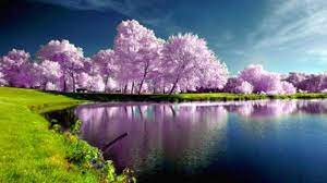 We are all inspired by nature and there is no sight more beautiful than seeing nature wallpapers hd on your desktop or mobile when you wake up. Spring Nature Wallpapers Wallpaper Cave