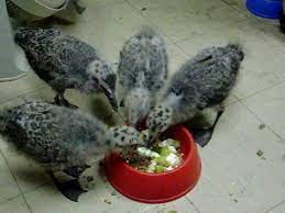 Young Seagulls Eating Youtube