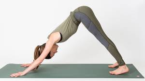 Doggie Yoga Poses