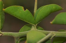 Image result for Balanites aegyptiaca