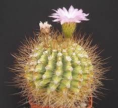 The cactus is native to north, south, and central america. 1 000 Types Of Cactuses With Pictures Cactus Identification Cheat Sheet Succulent Alley