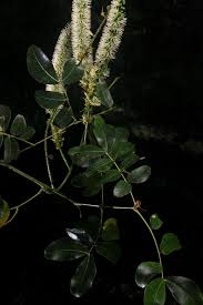 Image result for Entada bacillaris