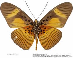 Image result for Chrysophyllum viridifolium