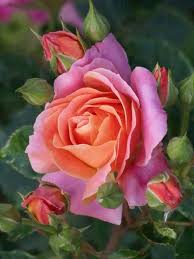Immagini bellissime di Rose - page 2 | Beautiful rose flowers, Beautiful  roses, Beautiful flowers