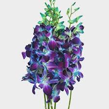 If you have a white orchid that has been dyed blue, the new blooms will be white. Dendrobium Dyed Blue Large Flower Wholesale Blooms By The Box