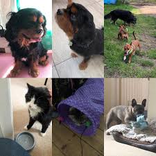Check spelling or type a new query. Family Pet Care Home Facebook