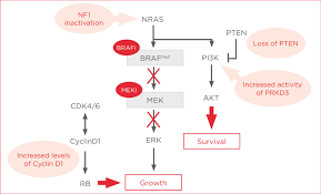 Image result for MEK Inhibitor