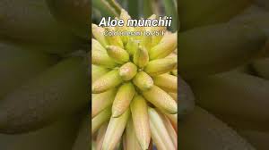 Image result for Aloe munchii