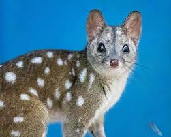 Western Quoll Dasyurus Geoffroii Toodyay Western Australia By Georgina Steytler Quoll Australian Animals Cute Animals