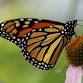 Home Gardener Series: Pollinators & Monarch Way Stations