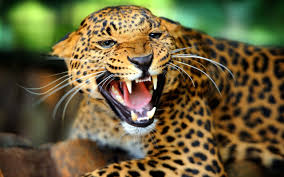 Resultado de imagem para animal