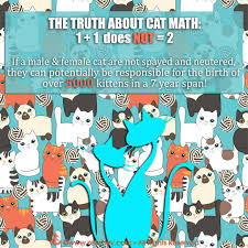 A male cat neuter can be done in under 2 minutes! Spay It Forward For World Spay Day And Share The Facts On Cats Kittens Conception And Spay Neuter Zee Zoey S Cat Chronicles
