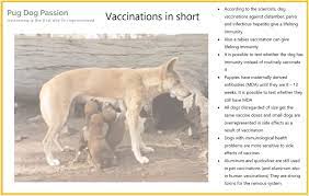 The dogs were allocated in. Vaccinations Pug Dog Passion