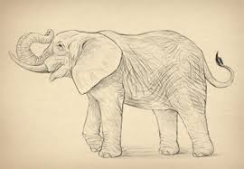How To Draw Animals Elephants Their Species And Anatomy Tuts Elephant Drawing Elephant Animal Drawings