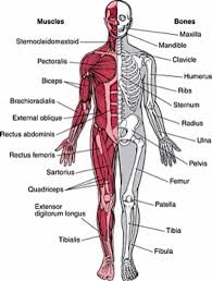 Diagram Of Muscular System Koibana Info Musculoskeletal System Afaa Muscular System