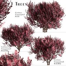 Cotinus, the smoketree or smoke bush, is a genus of two species of flowering plants in the family anacardiaceae, closely related to the sumacs (rhus). Set Of Cotinus Coggygria Trees Smoke Tree 3 Trees 3d Model Download 3d Model Set Of Cotinus Coggygria Trees Smoke Tree 3 Trees 115112 3dbaza Com