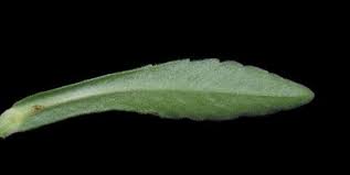 Image result for Blumea axillaris
