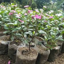 Bunga yang dihasilkan oleh jenis tanaman hias ini merupakan bagian tanaman yang paling. Jual Benih Bunga Vinca White Fuschia Tapak Dara Kab Bogor Jasa Tukang Taman Online Tokopedia
