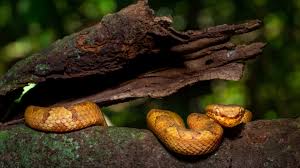 You'll notice that vipers are often found in tropical forests, and that they are often found in rainforests, deserts and even within the mountains. The Colourful Morphs Of The Malabar Pit Viper Roundglass Sustain