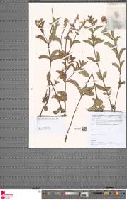 Image result for Tephrosia tanganicensis