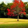 On most sites, the tree averages 60 to 80 feet high and 2 to 3 feet in diameter. Https Encrypted Tbn0 Gstatic Com Images Q Tbn And9gcsjnli4lx58tmkpe185oanmtynzejaevyh8ew7e0rezlzk Wt D Usqp Cau