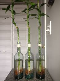 Bamboo Plants In Wine Bottles Buy Bamboo Plants Bamboo Plants Indoor Bamboo Plant