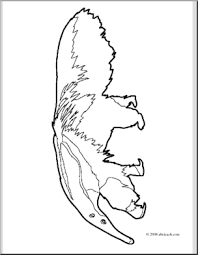 Please, feel free to share these 800x800 anteater coloring page anteater face coloring pages giant anteater. Clip Art Giant Anteater Coloring Page I Abcteach Com Abcteach