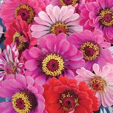 Pin On Flowers Zinnias