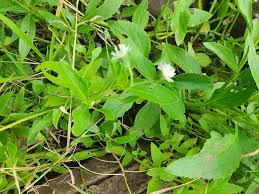 Image result for Adenostemma mauritianum