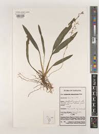 Image result for Chlorophytum subpetiolatum