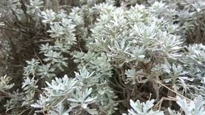 Affordable and search from millions of royalty free images, photos and vectors. How To Care Lavender Plant Youtube